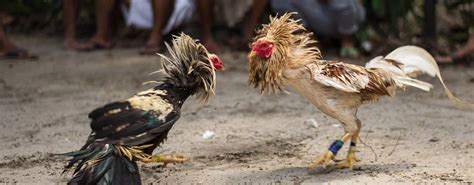 magandang patuka sa manok panabong|Alamin Kung Paano Ka Suswertehin Sa Sabong .
